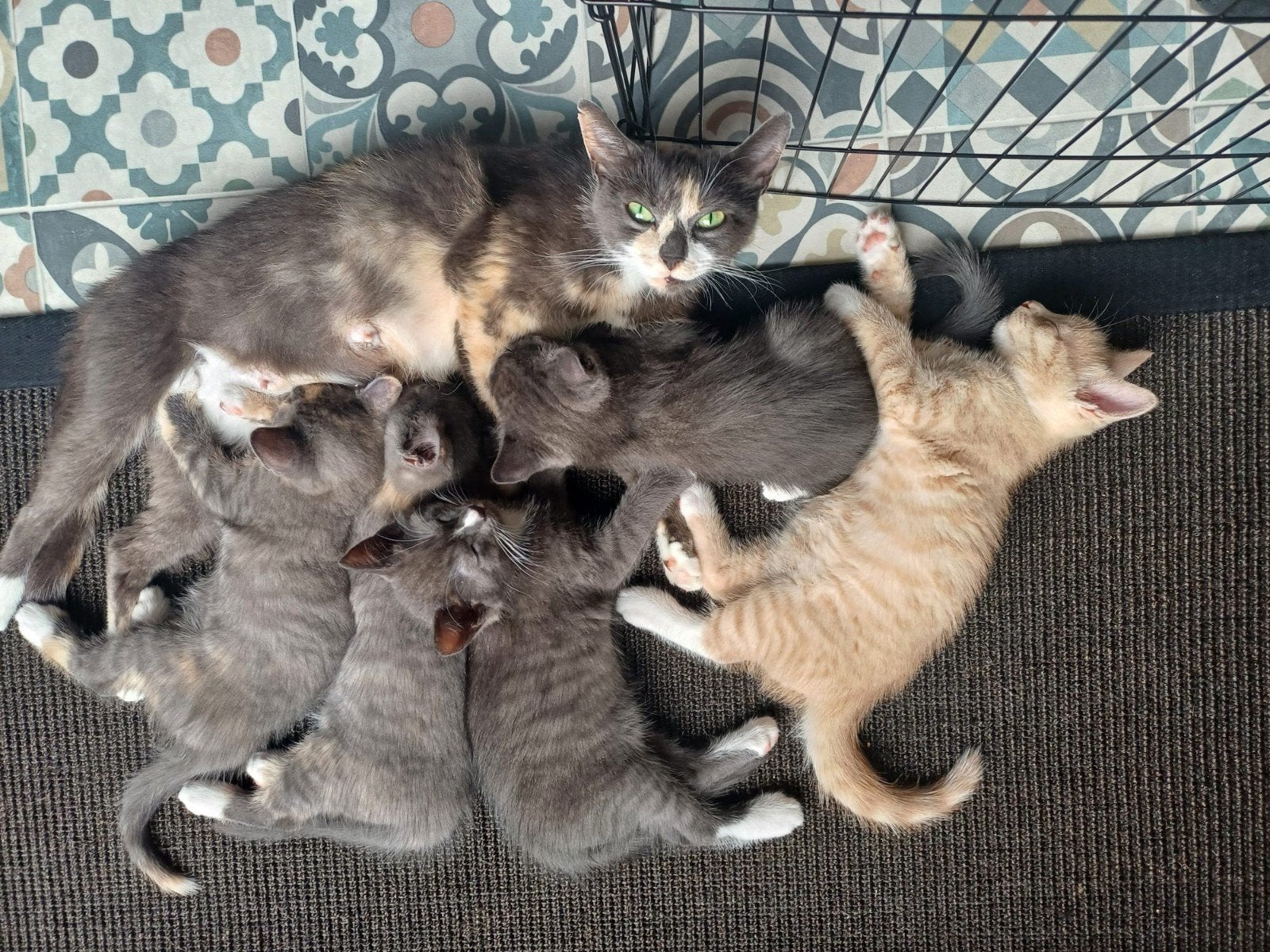 Gouden nestje gezocht voor prachtige kittens, Dieren en Toebehoren, Katten en Kittens | Overige Katten, Meerdere dieren