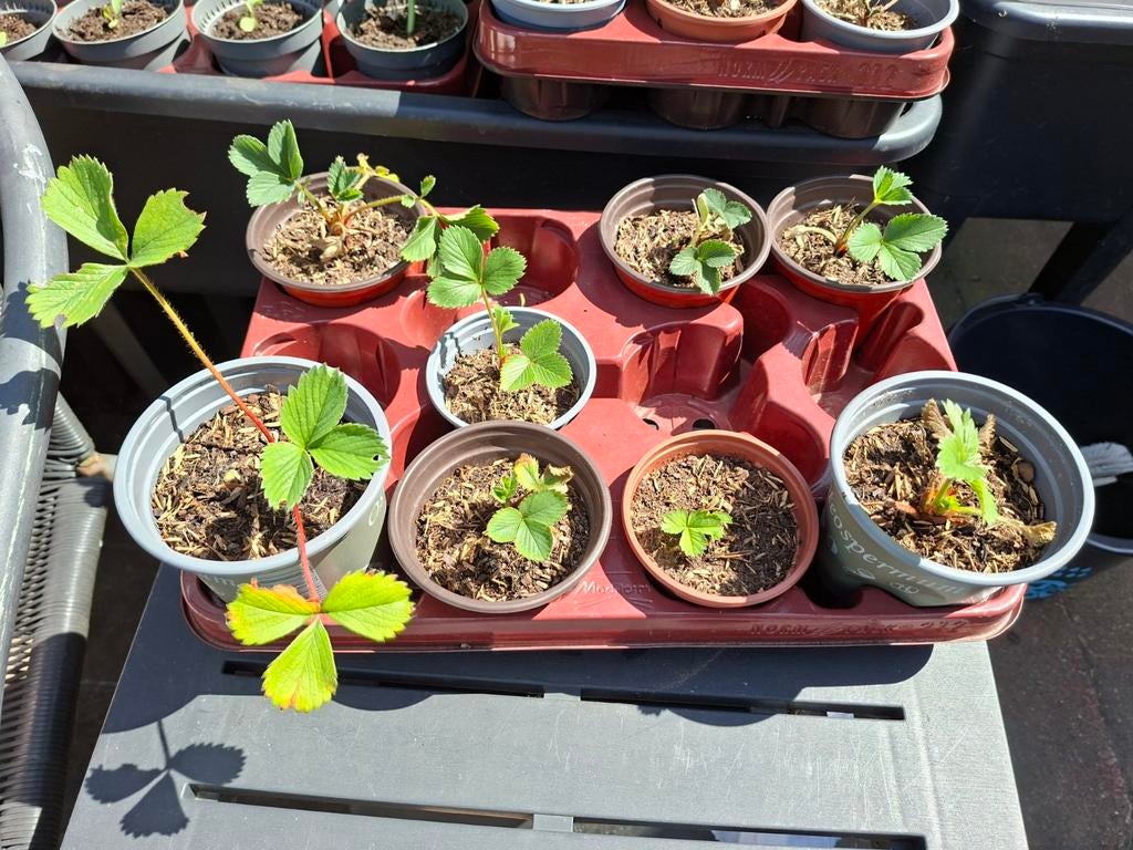 Aardbeien stekken, Ophalen, Volle zon
