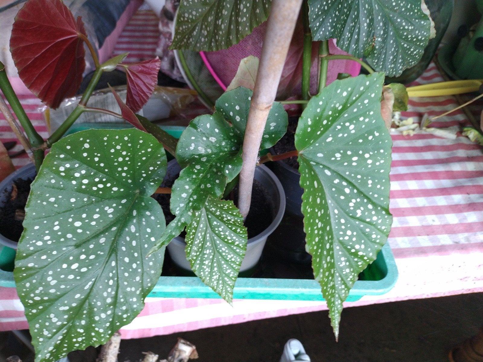 mooie begonia planten
de oude plant bloeit reikelijk
een vol, Ophalen, Halfschaduw, Minder dan 100 cm