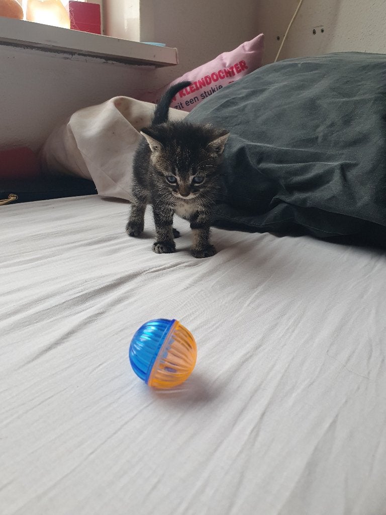 Kittens, Poes, Ontwormd, 0 tot 2 jaar