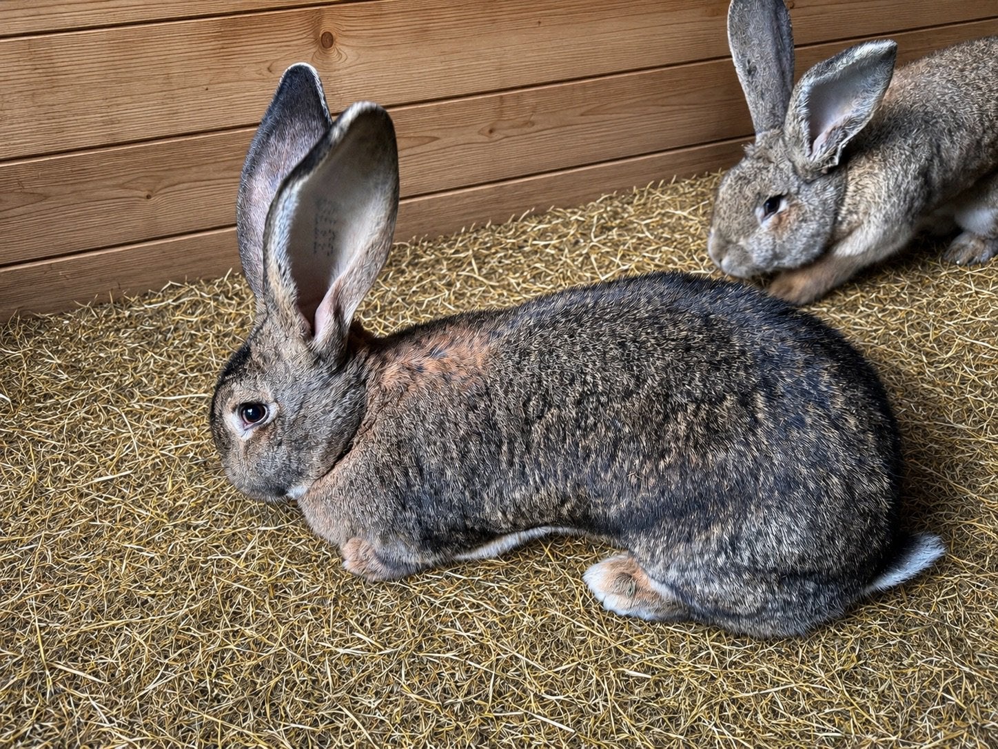 Duitse voedster en vlaamse Ram  * heel erg groot !, Dieren en Toebehoren, Meerdere dieren, Groot