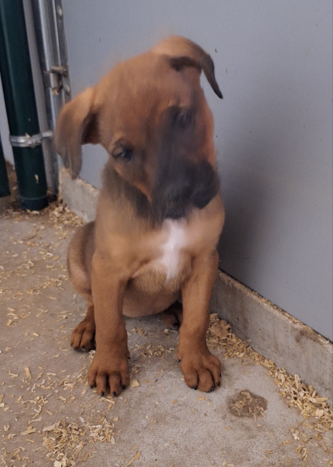 kruising rottweiler x boerboel, Parvo, België, Particulier, 8 tot 15 weken