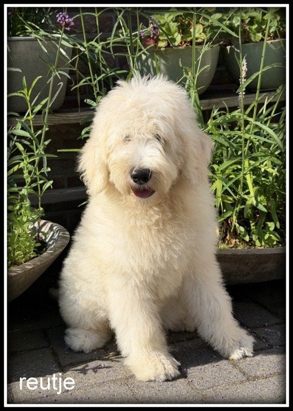 Labradoodle medium pups. in prijs verlaagd ivm vakantie, Dieren en Toebehoren, Nederland, Parvo, Overige rassen, 8 tot 15 weken