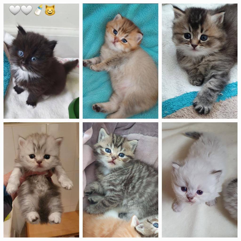 Britse Korthaar Langhaar kittens, tabby, shaded, point, Dieren en Toebehoren, Katten en Kittens | Raskatten | Korthaar, Meerdere dieren