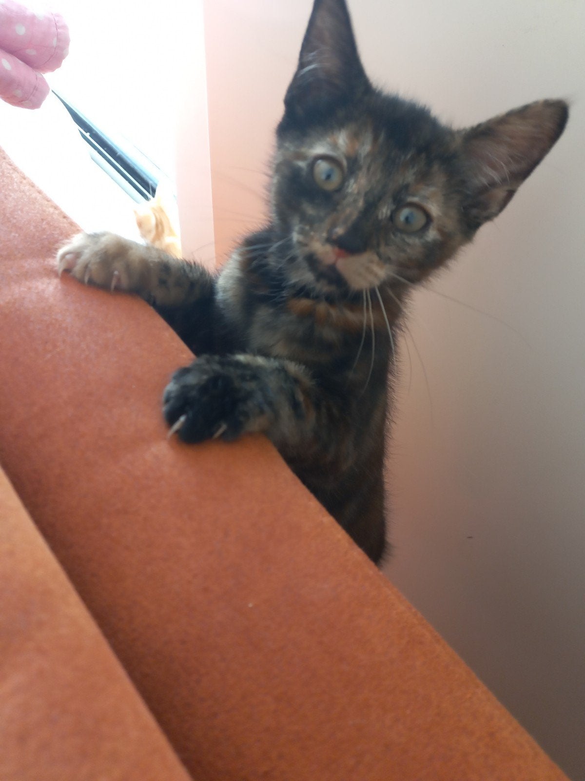 1 Zindelijke, lieve en speelzame kitten!, Dieren en Toebehoren, Katten en Kittens | Overige Katten, Meerdere dieren, Kortharig