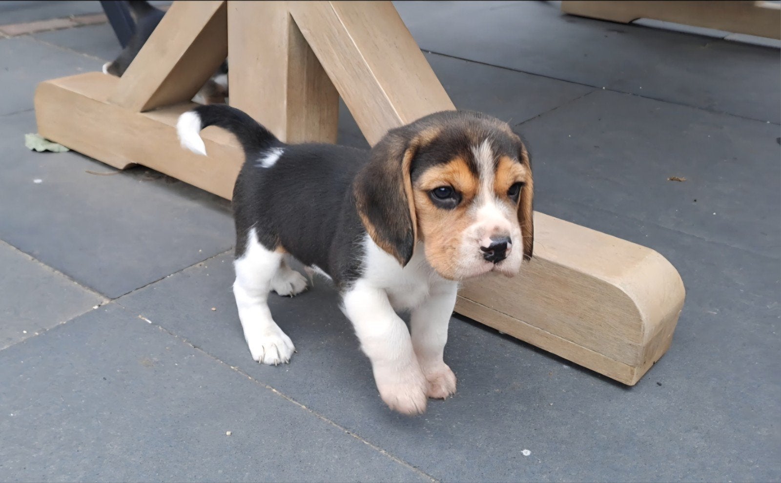 Prachtige Beagle pups, Parvo, 8 tot 15 weken, Meerdere, Meerdere dieren