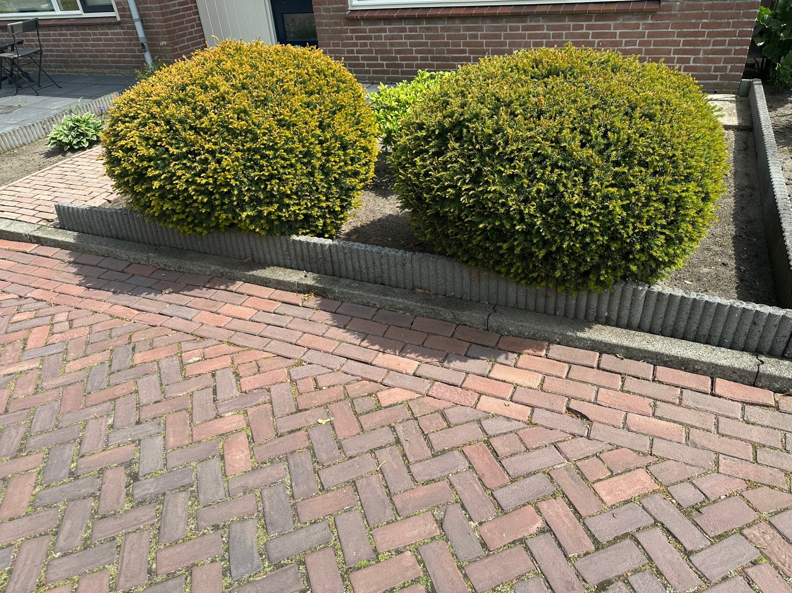 gratis lees, Tuin en Terras, Planten | Struiken en Hagen, Ophalen, Overige soorten