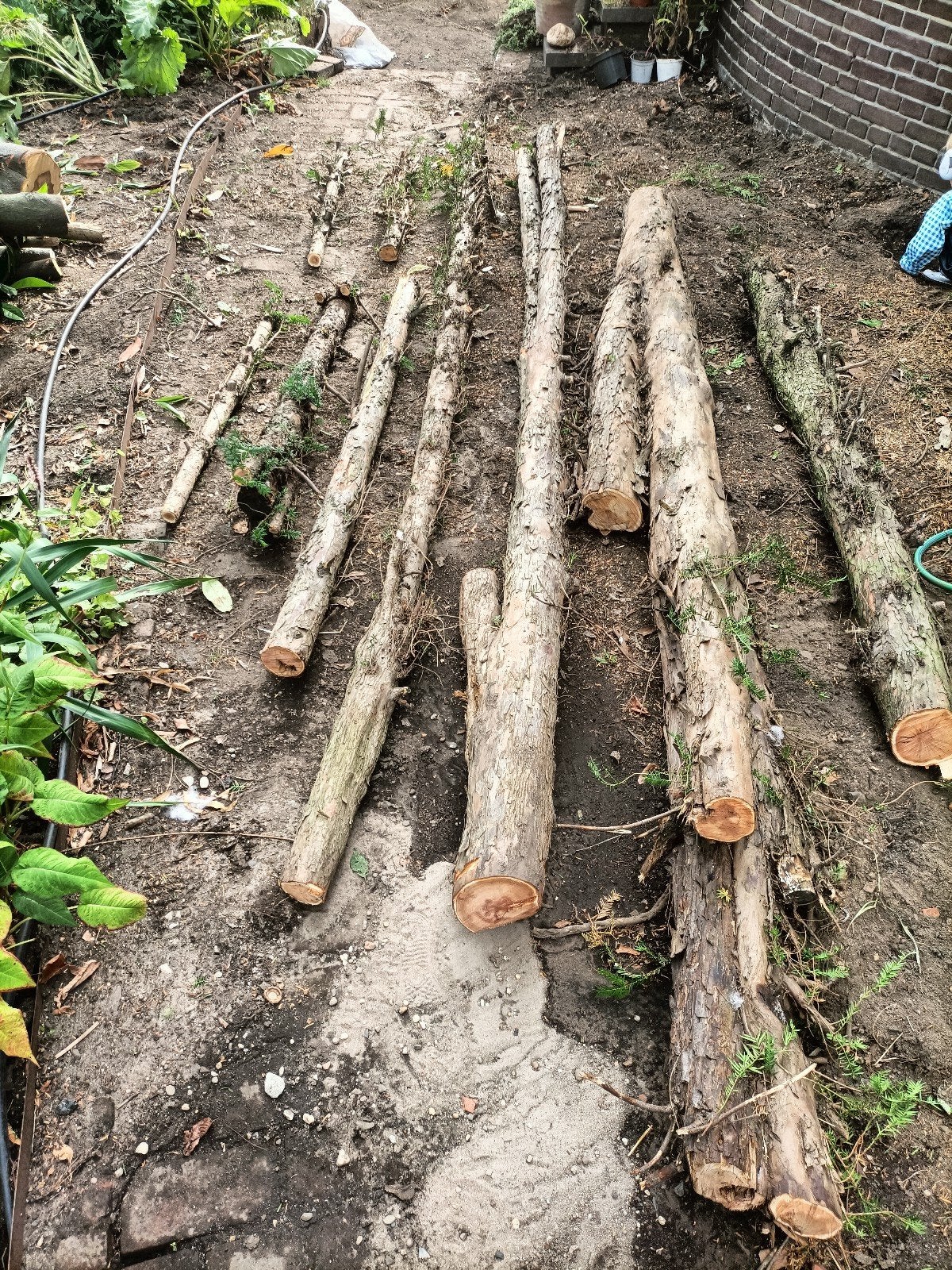 Vers gekapt taxus hout - diverse lengtes en diktes, Ophalen, Gebruikt, 250 cm of meer, Overige typen