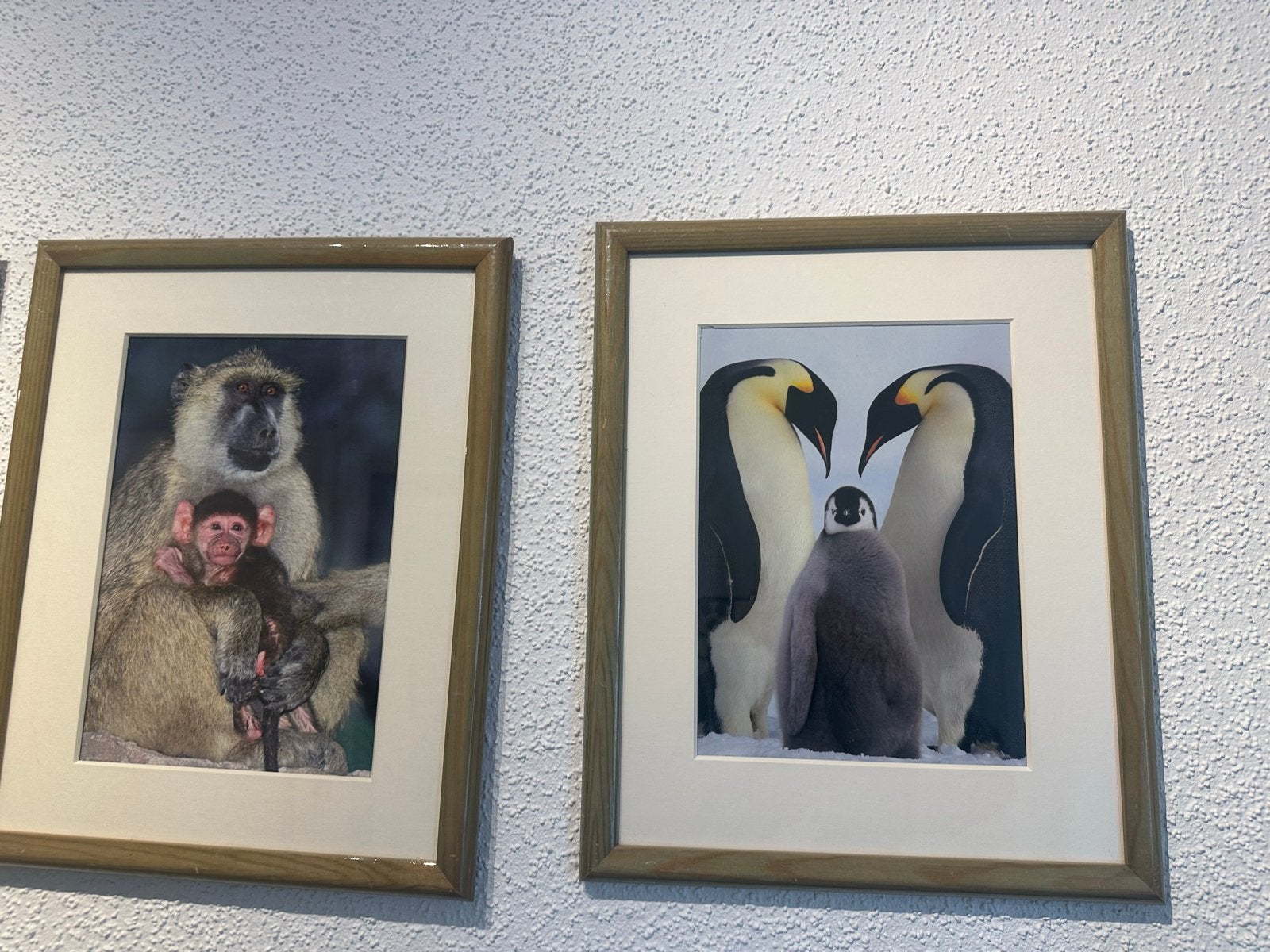 Set van 4 ingelijste foto's: apen en pinguïns, Ophalen of Verzenden, Gebruikt, Foto of Poster