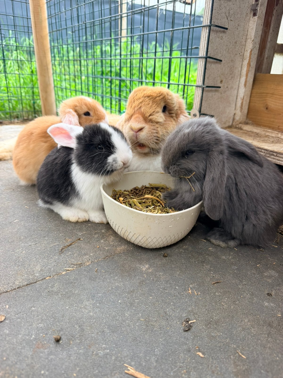 Prachtige Franse hangoor konijntjes, Dieren en Toebehoren, Konijnen, Meerdere dieren, Groot, Hangoor