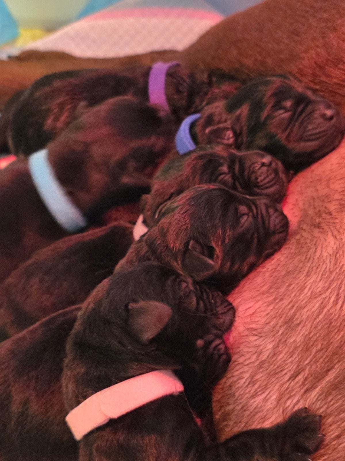 prachtige labrador pups zwart., 8 tot 15 weken, Labrador retriever, Meerdere, Meerdere dieren