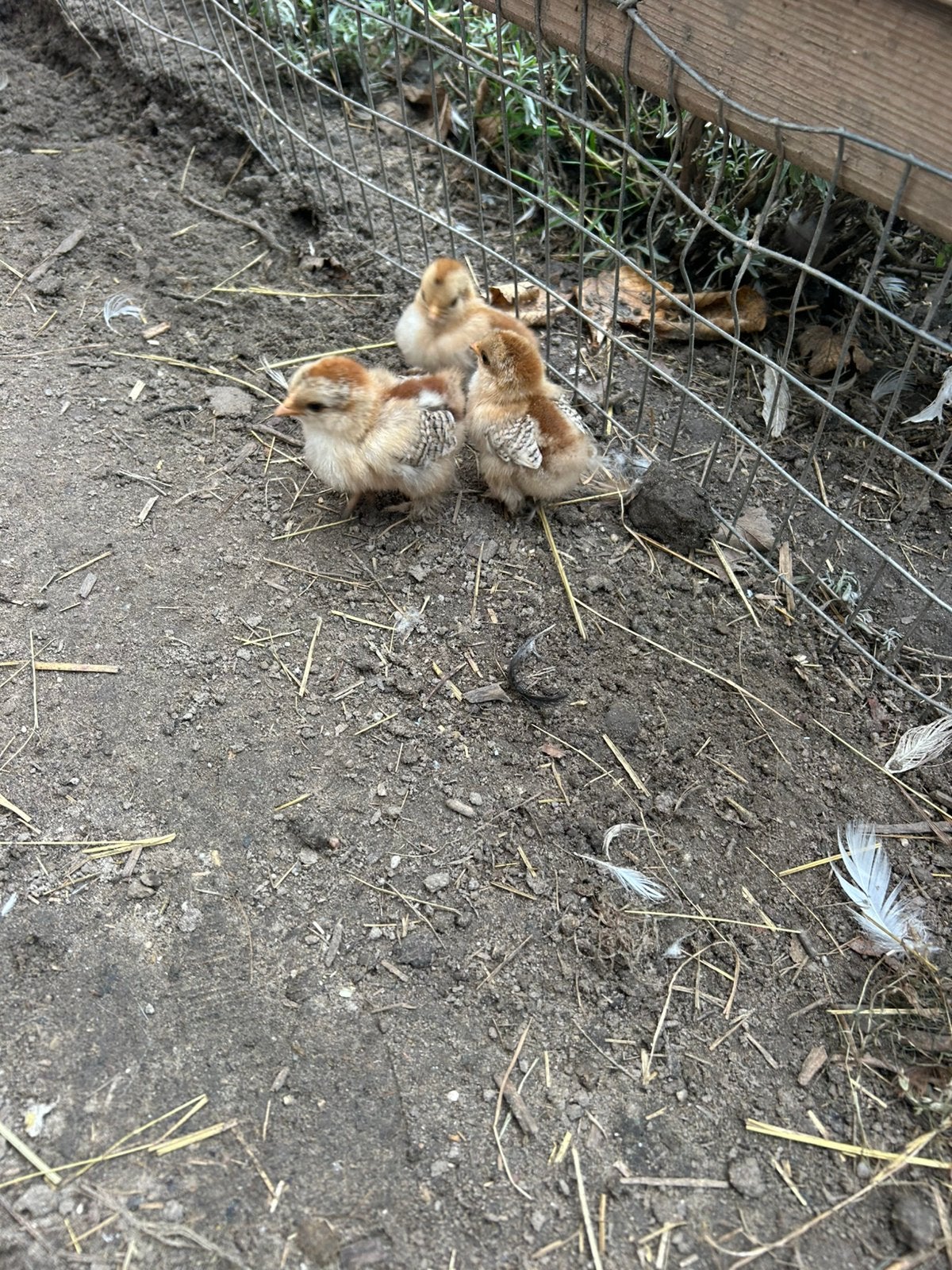 Kuikens cochin kriel goud patrijs, Dieren en Toebehoren, Meerdere dieren, Kip