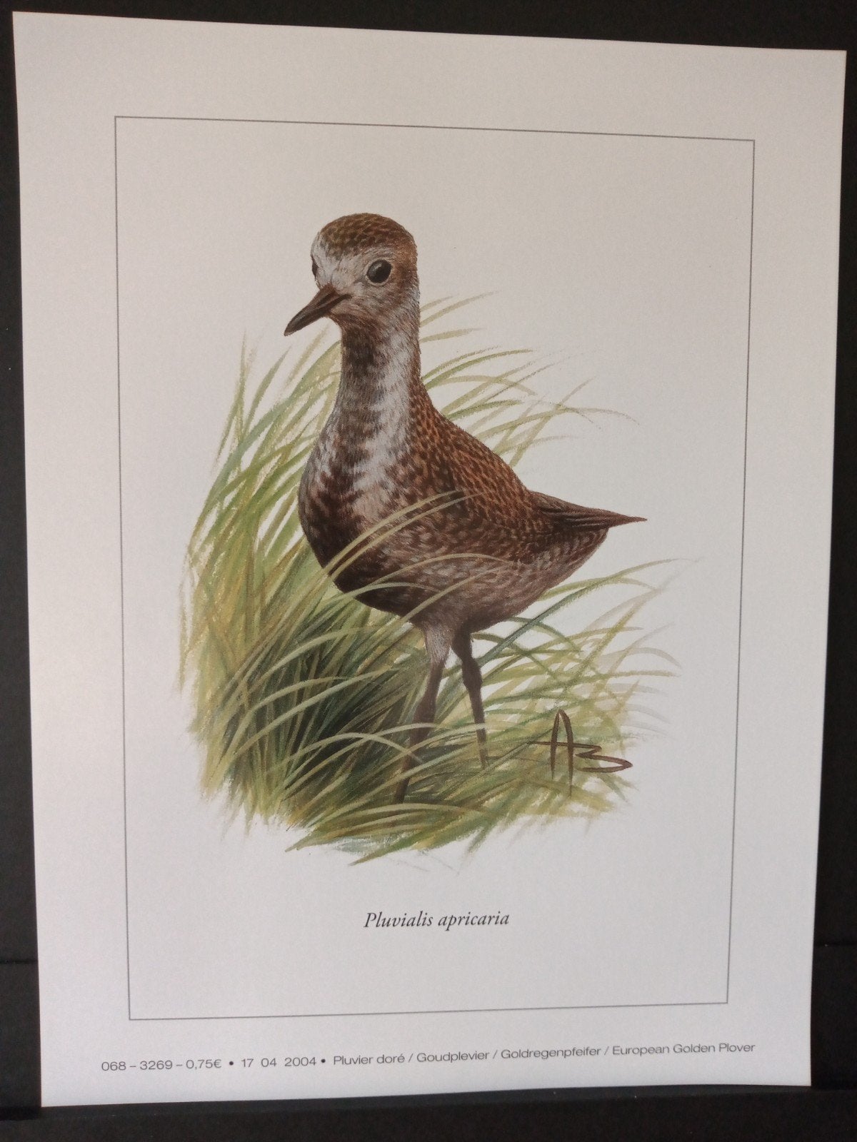 Prent - Goudplevier - illustratie getekend André Buzin, Verzenden, 1980 tot heden, Zo goed als nieuw, Dier
