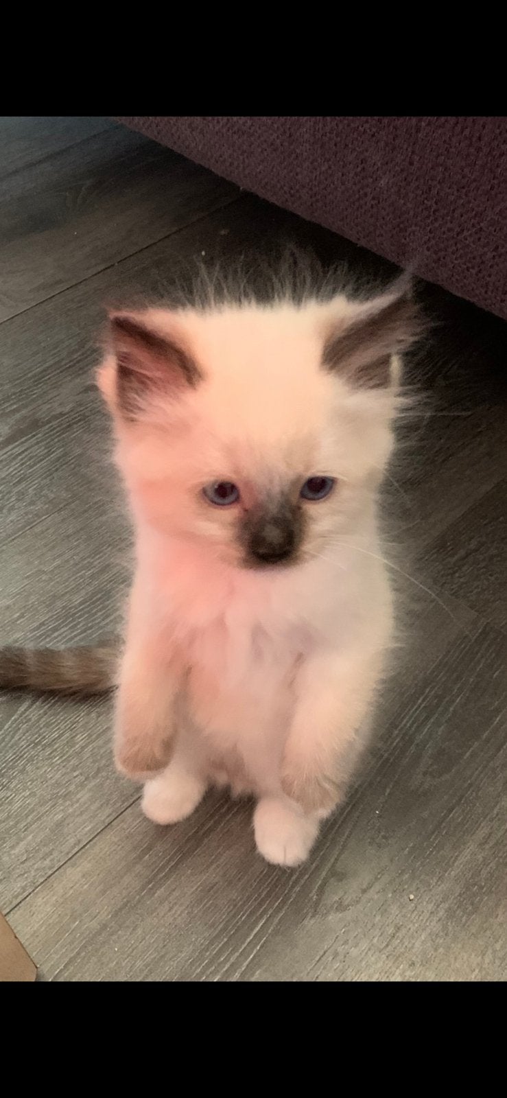 Hele mooie en lieve ragoll kittens, Dieren en Toebehoren, Meerdere dieren, Gechipt, 0 tot 2 jaar