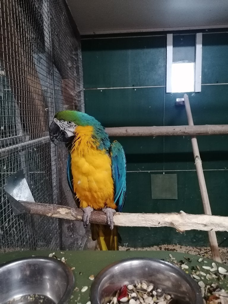 Blauwgele ara pop broedrijp, Dieren en Toebehoren, Vrouwelijk, Papegaai, Geringd