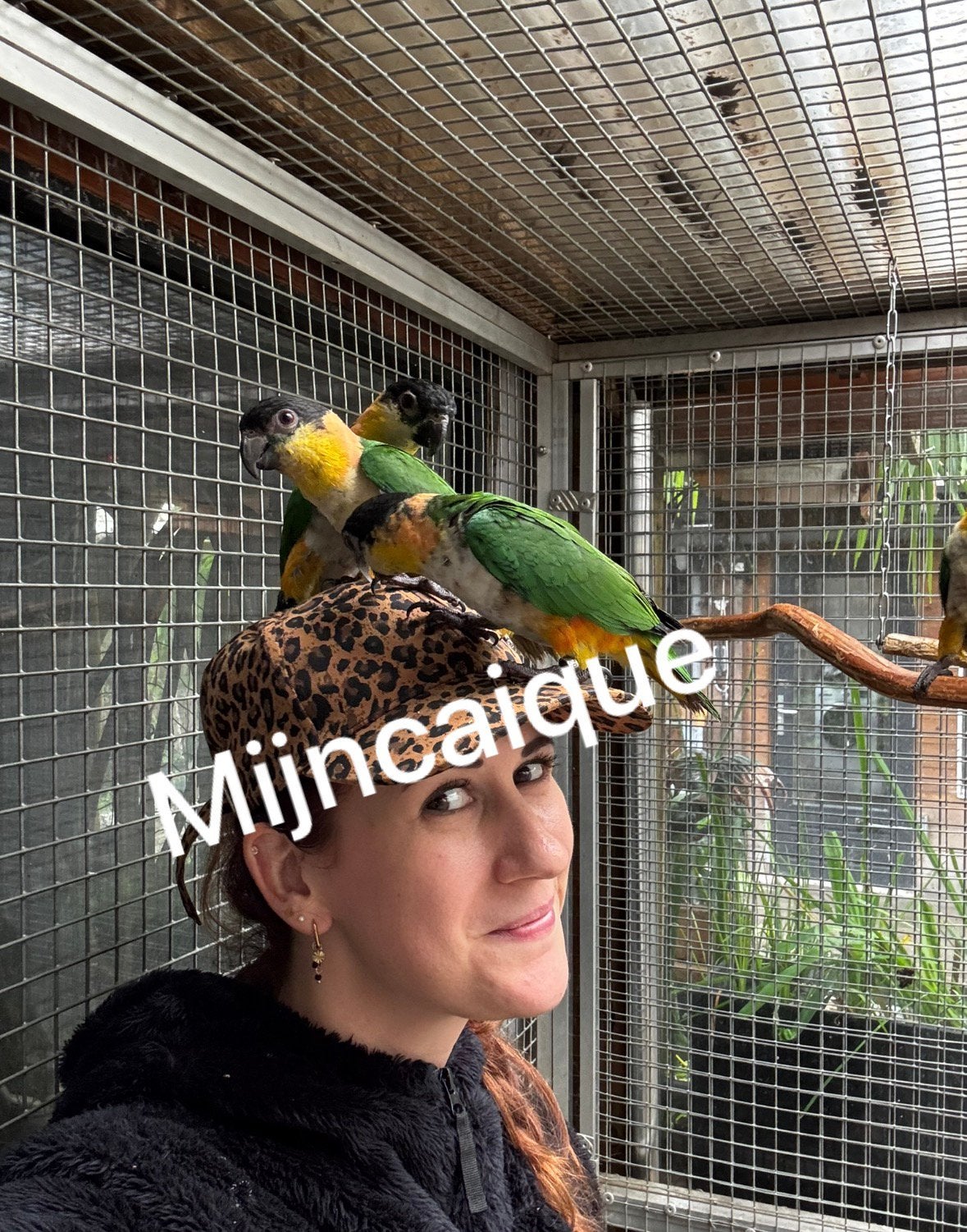 Zwartkop caique, Meerdere dieren, Papegaai, Tam