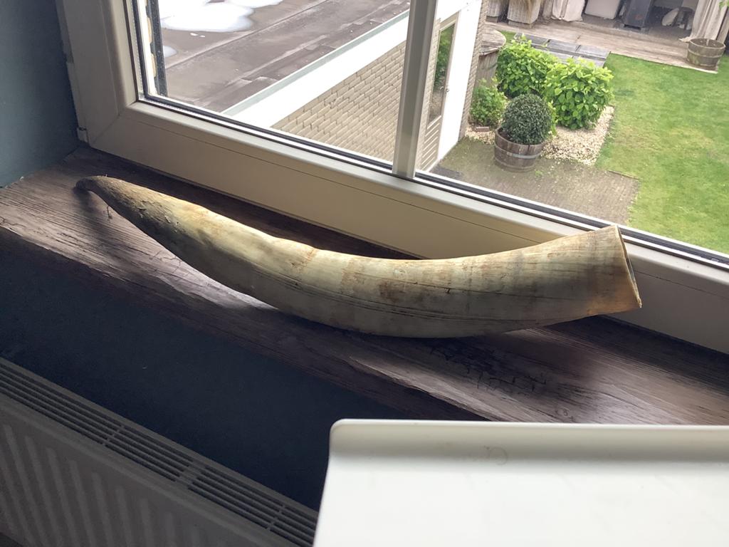 Mooie koe hoorn, Ophalen of Verzenden, Zo goed als nieuw