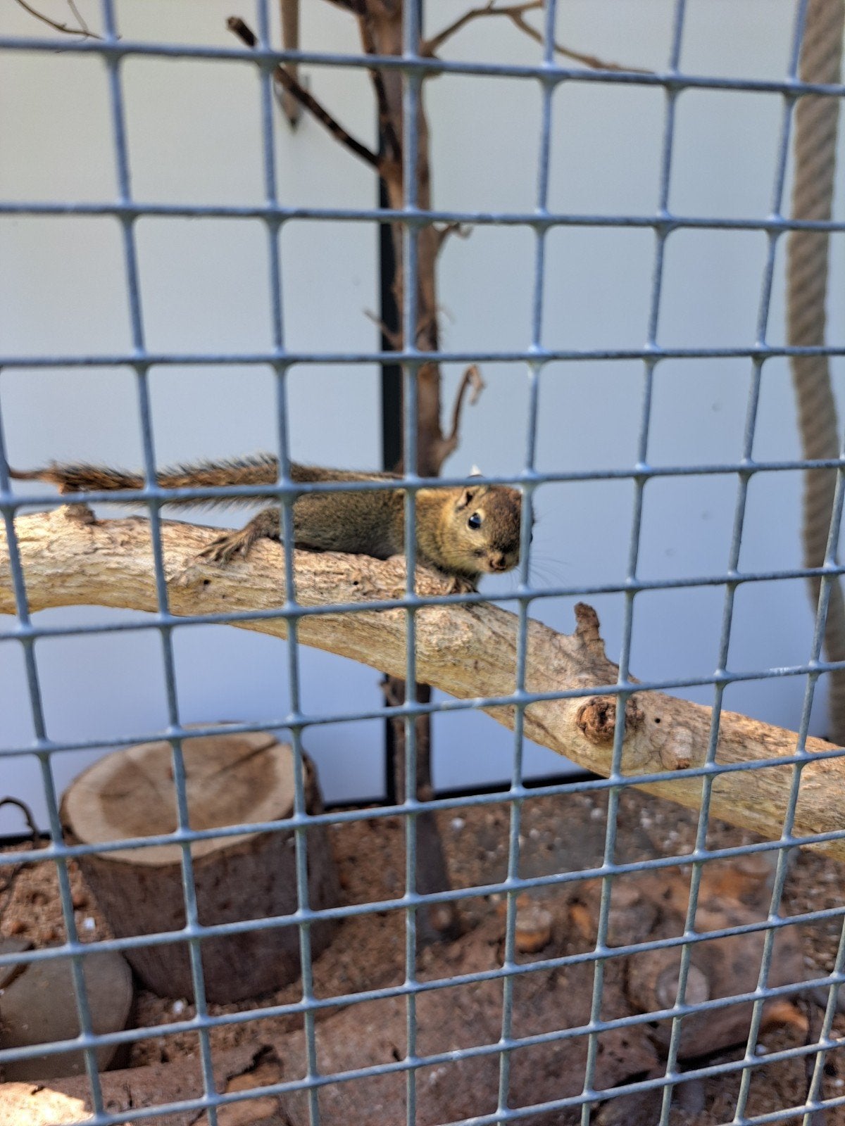Tamiops eekhoorns, Dieren en Toebehoren, Mei, Meerdere dieren