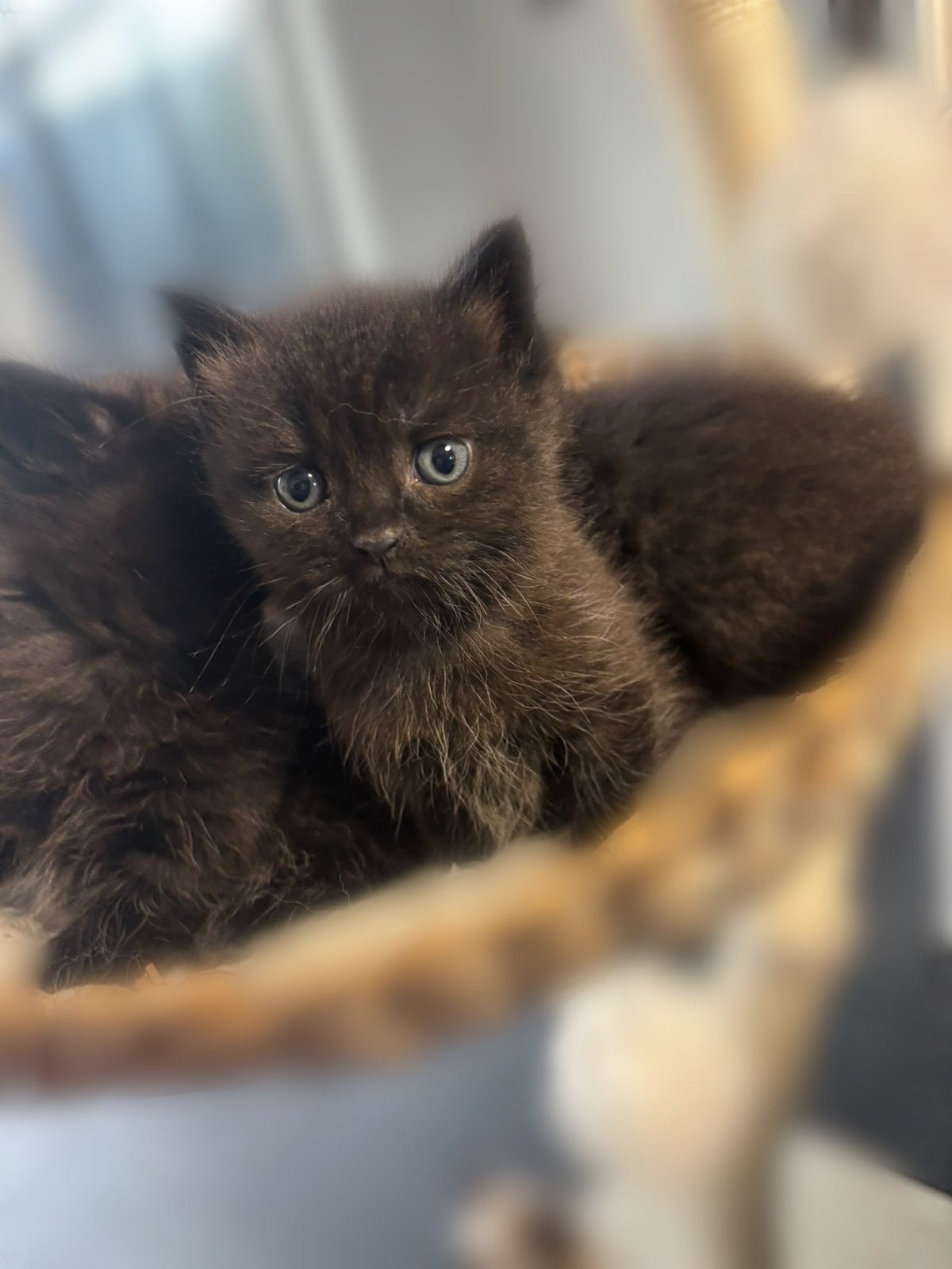 Britse korthaar kittens, Meerdere dieren