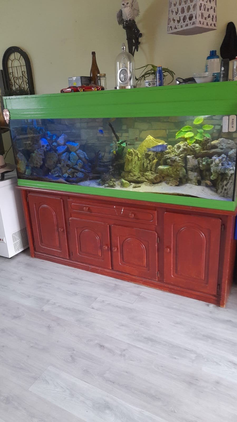 Aquarium  te koop, Dieren en Toebehoren, Ophalen, Gebruikt, Gevuld zoetwateraquarium, Tetra