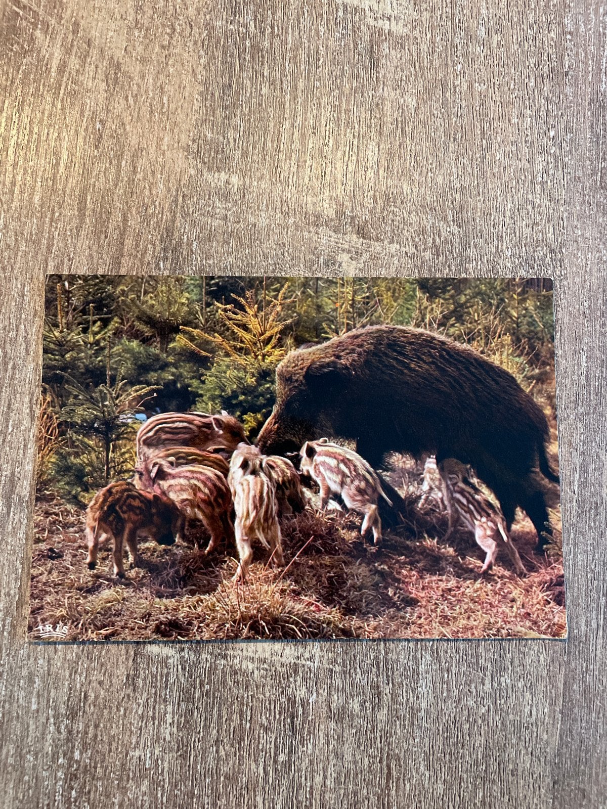 Oude ansichtkaart: Wild zwijn met biggen - Mexicochrome, Verzamelen, Ophalen of Verzenden, 1960 tot 1980, Ongelopen, Wild dier