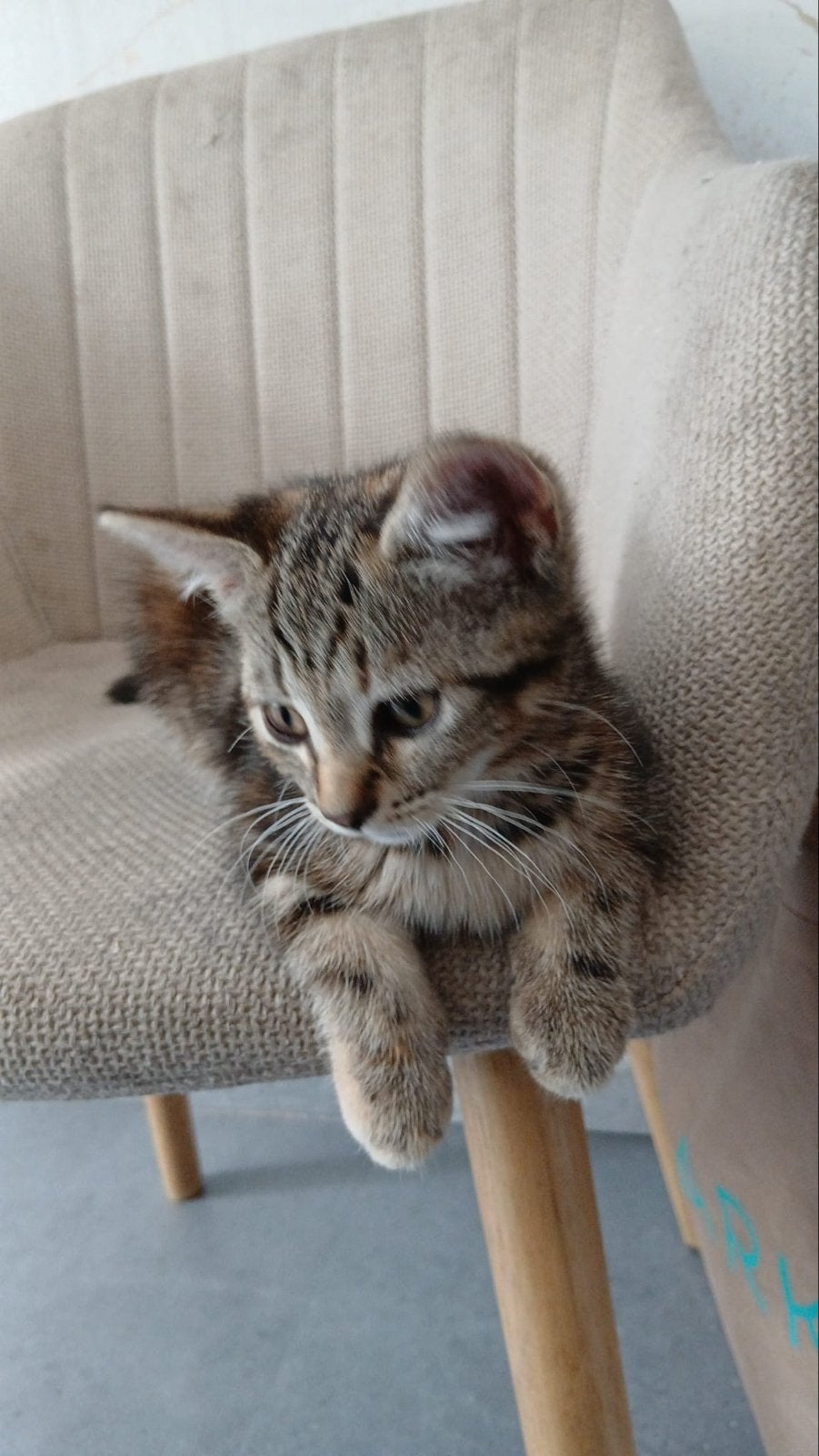 Kitten poesje 9 weekjes mag weg!, Poes, Ontwormd, 0 tot 2 jaar
