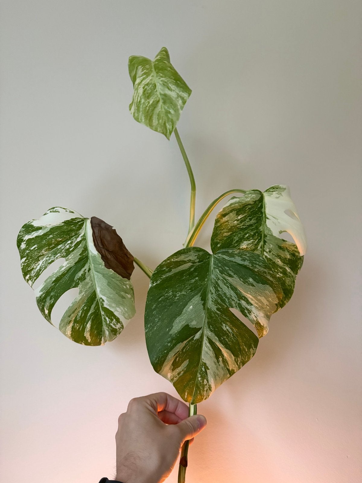 Monstera Variegata stekje - Prachtige kamerplant, Overige soorten, Vaste plant, Ophalen of Verzenden, Bloeit niet