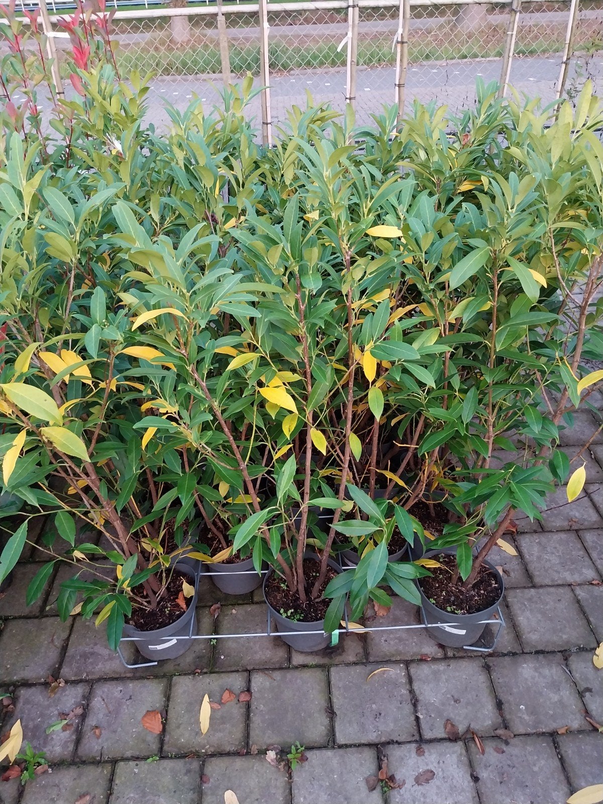 Restpartij Laurierstruiken Herbergii 80-100 cm (29 stuks), Ophalen, Vaste plant, Overige soorten