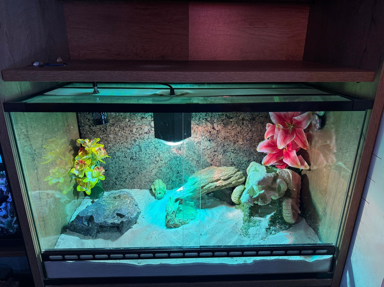 Terrarium met toebehoren 80x40x60, Ophalen of Verzenden, Gebruikt, Terrarium of Paludarium