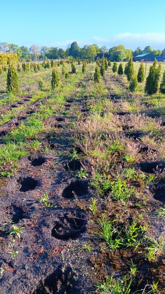 Thuja Smaragd 80-120 cm - Restpartij Levensboom, Overige soorten, Volle zon, Vaste plant, Ophalen of Verzenden