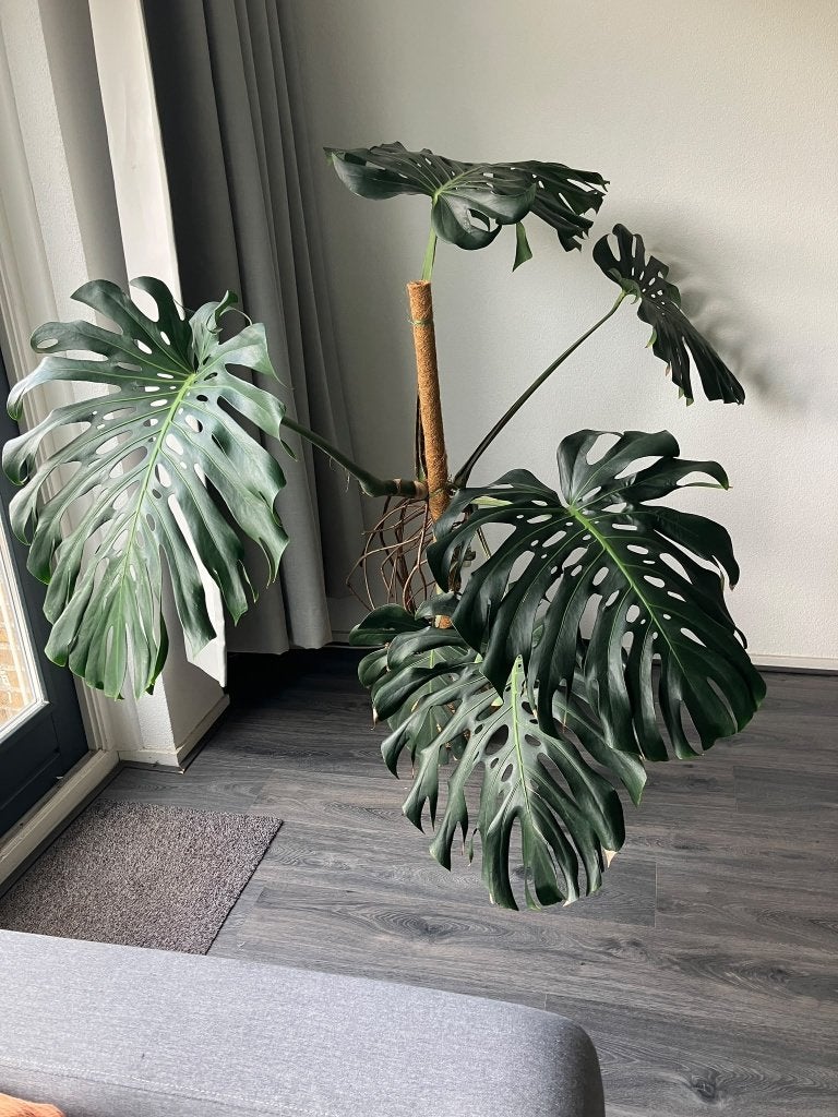 Grote monstera kamerplant, Huis en Inrichting, Ophalen, Overige soorten, Halfschaduw, In pot