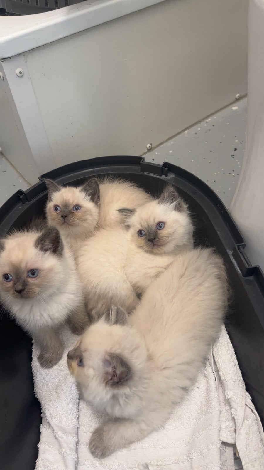 kort en  langhaar kittens, Poes