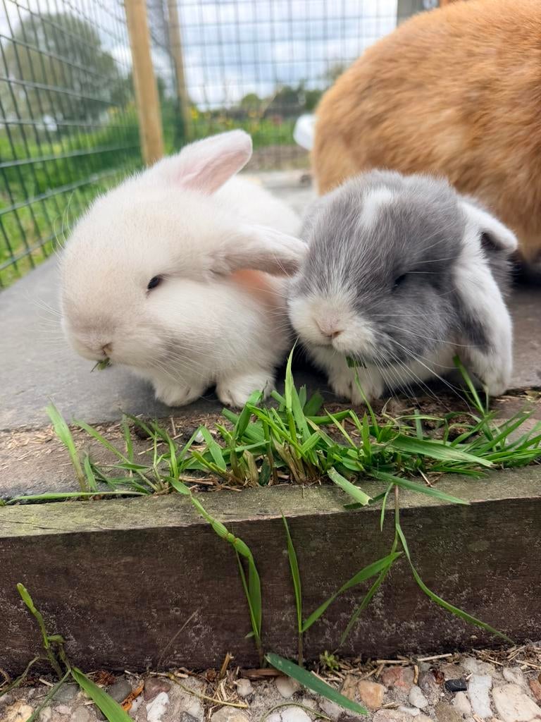 Franse hangoor konijntjes, Dieren en Toebehoren, Konijnen, Meerdere dieren, Groot, Hangoor, 0 tot 2 jaar