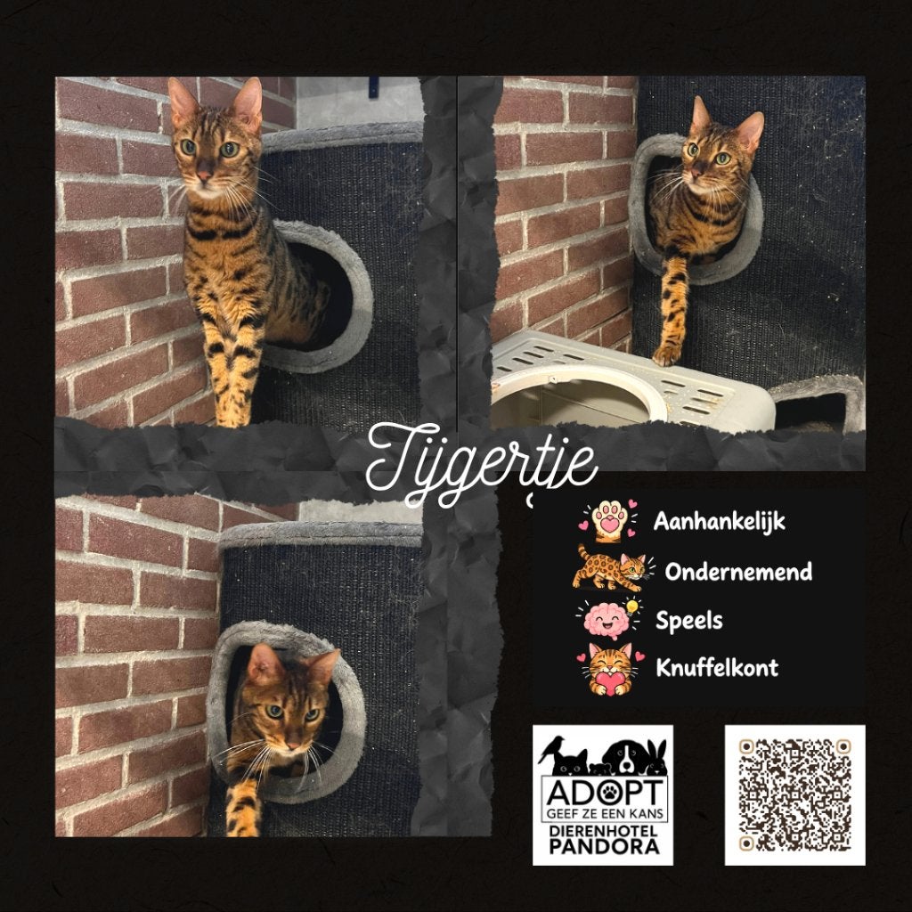 Tijgertje – prachtige, aanhankelijke Bengaal zoekt thuis!, Dieren en Toebehoren, Kater, Gechipt, 3 tot 5 jaar