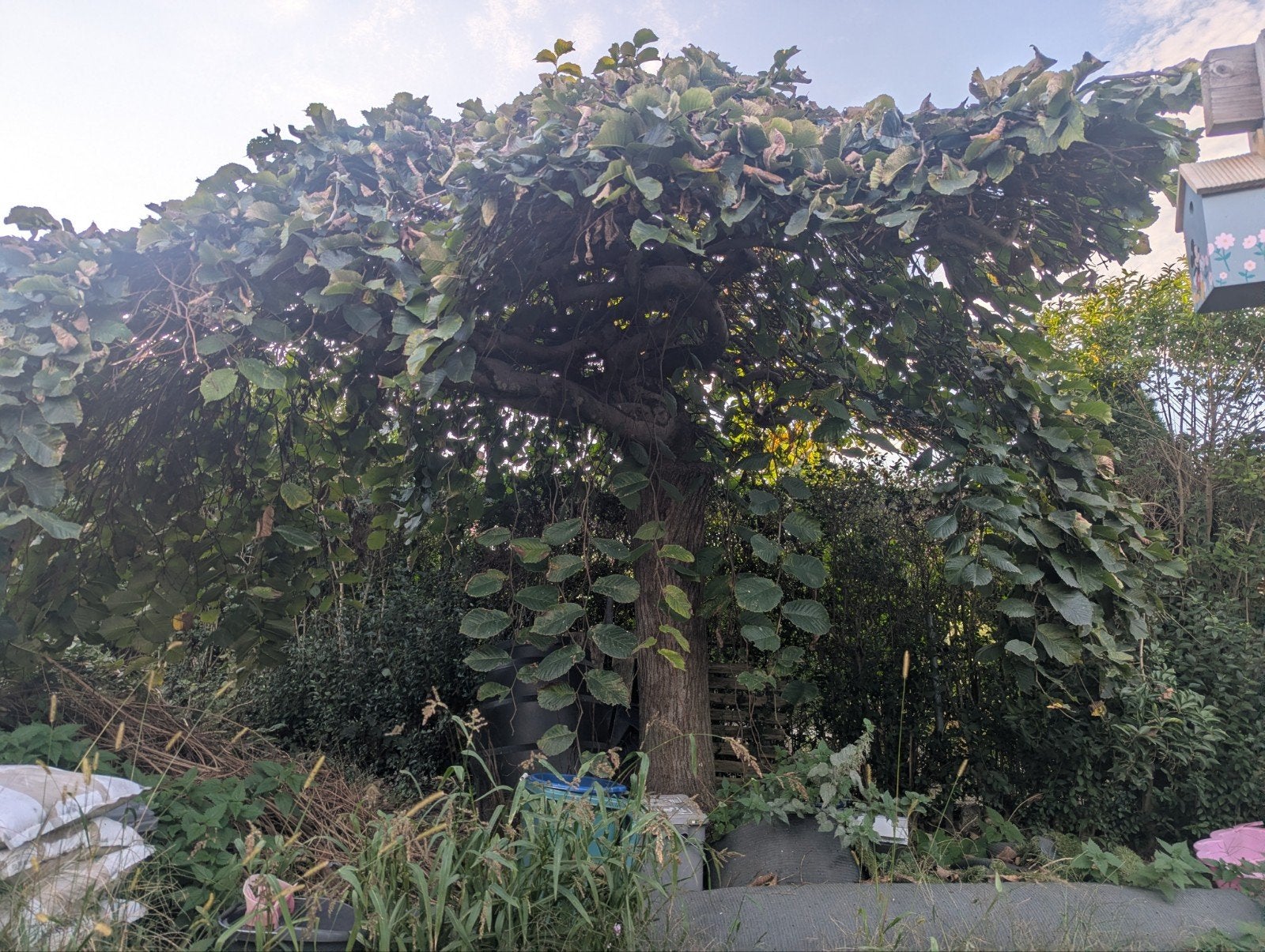 Prachtige Bolbomen voor uw tuin, Bloeit niet, 250 tot 400 cm, Ophalen, Volle zon