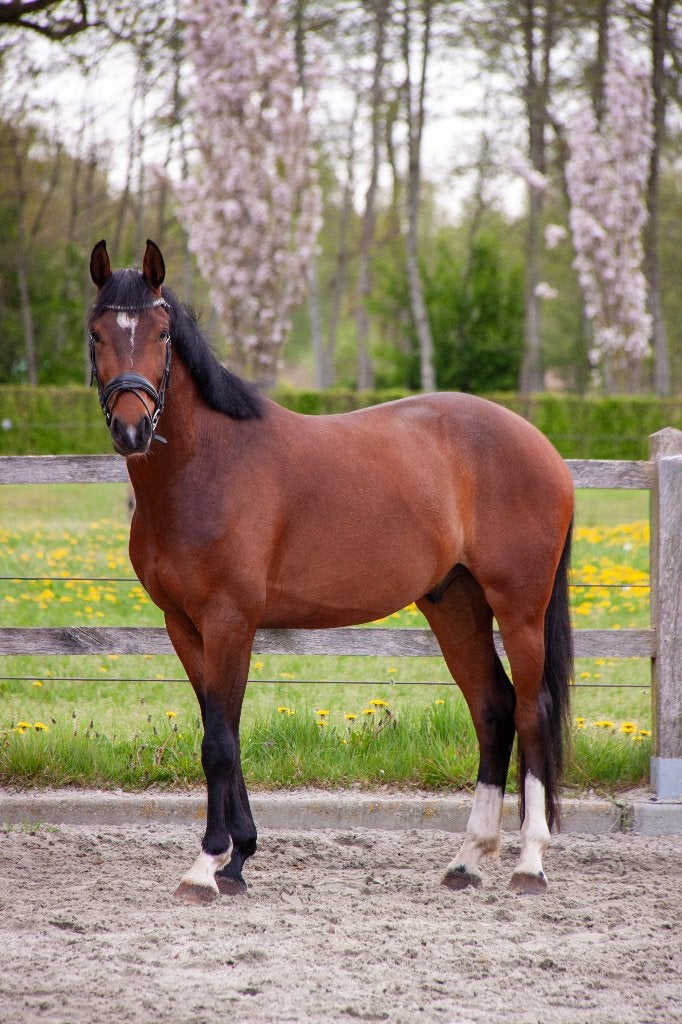 Lieve allround goed beleerde 4-jarige KWPN ruin, Dieren en Toebehoren, Paarden, Ruin, Dressuurpaard, 3 tot 6 jaar, 160 tot 165 cm