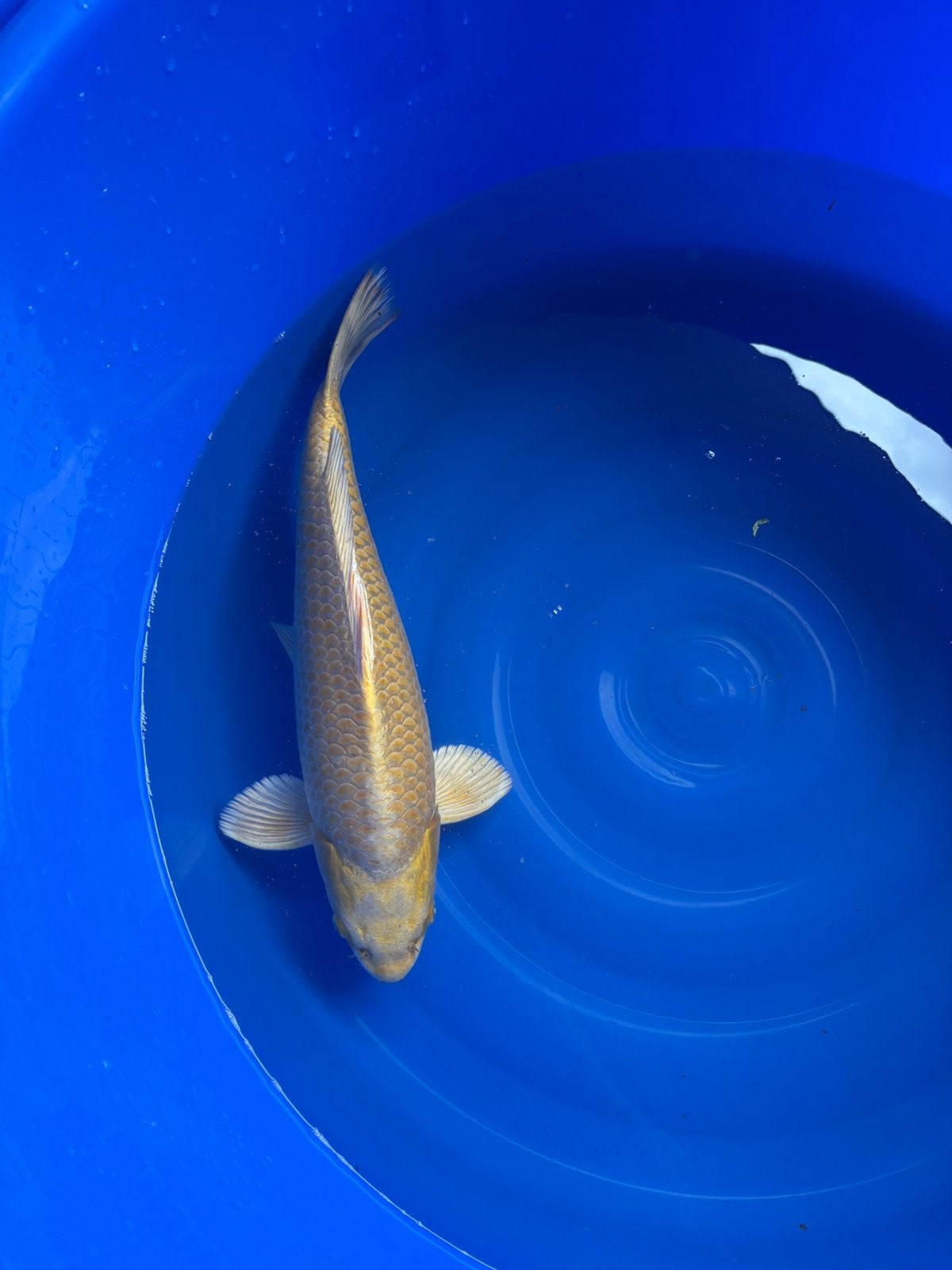 Yamabuki ogata, Dieren en Toebehoren, Vissen | Vijvervissen, Karper of Koi