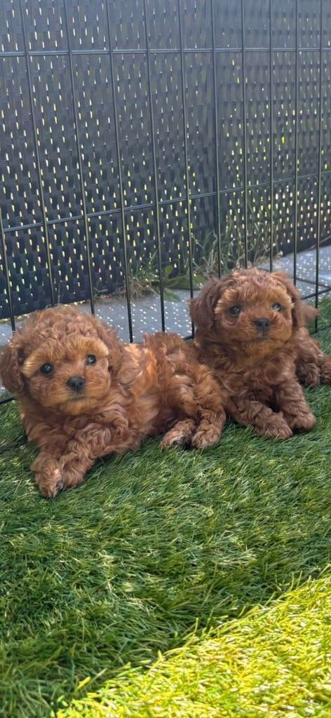 Toy poedel / toypoedel, Dieren en Toebehoren, Parvo, Overige rassen, 8 tot 15 weken, Meerdere