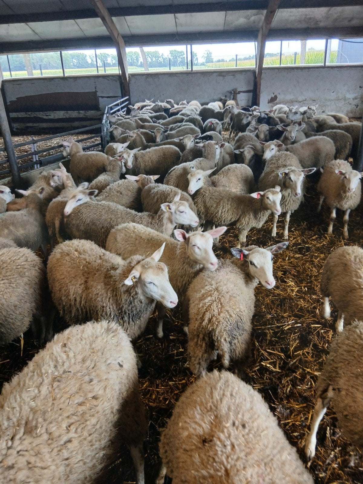 Zuivere inra 401 ooien, Dieren en Toebehoren, Schapen, Geiten en Varkens, Vrouwelijk, Schaap