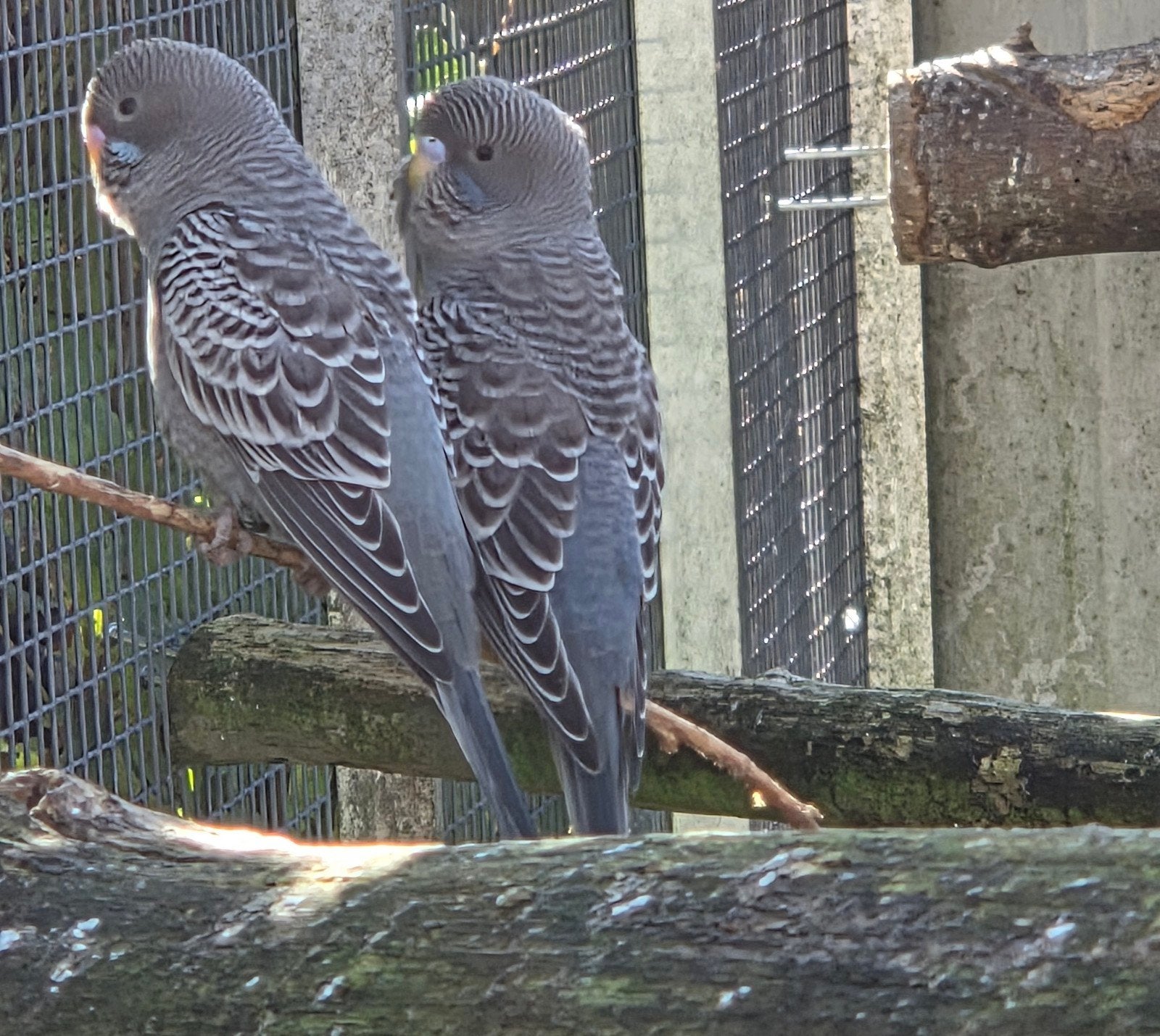 blackface split blackwing, bfbw geringt, Meerdere dieren, Parkiet