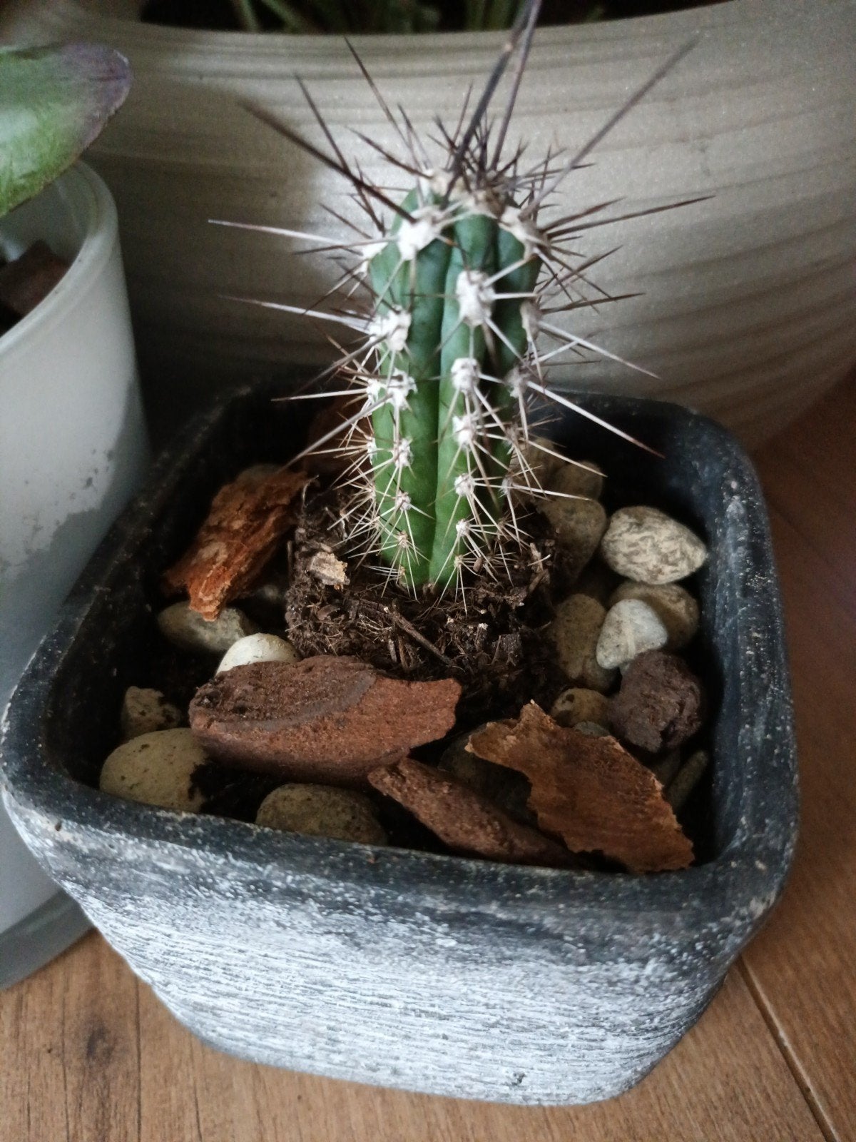 Cactus in pot - Decoratieve plant voor binnen, Tuin en Terras, Minder dan 30 cm, Vierkant, Ophalen of Verzenden, Zo goed als nieuw