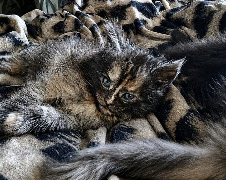 Maine coon kittens, Dieren en Toebehoren, Meerdere dieren