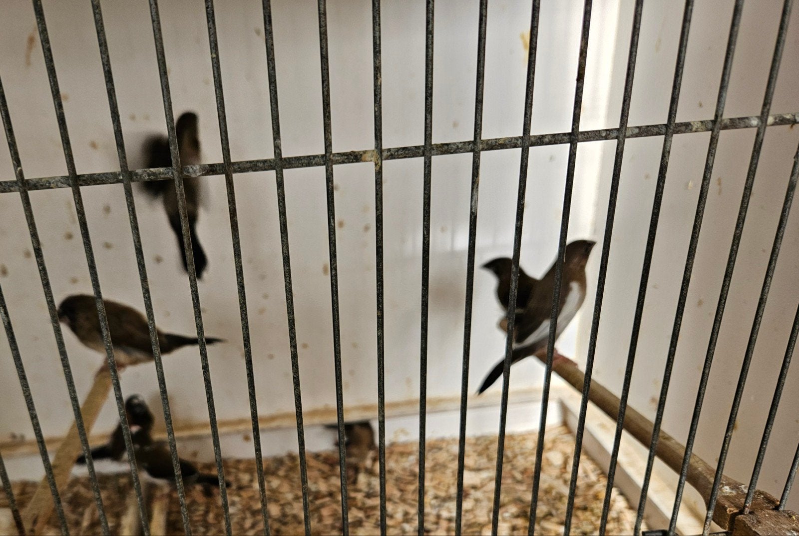 10 japanse meeuwen in 1 koop voor 25,00, Dieren en Toebehoren, Meerdere dieren