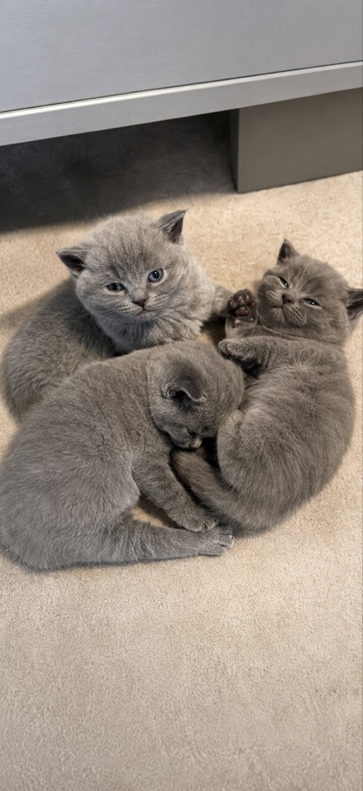 Britskorthaat kittens, Dieren en Toebehoren, Katten en Kittens | Overige Katten, Kortharig