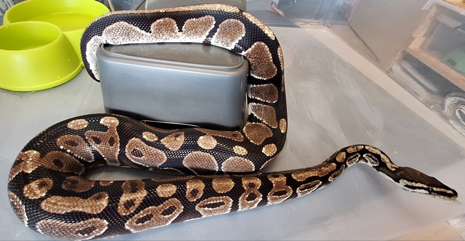 wildkleur, Dieren en Toebehoren, Slang, 0 tot 2 jaar