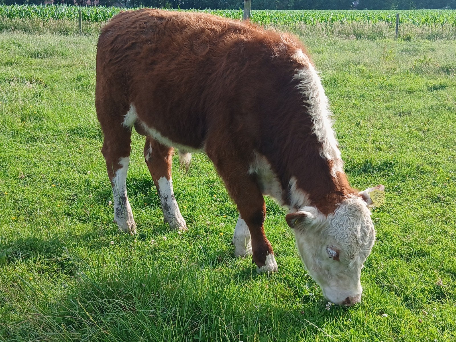Hereford stiertje, Mannelijk, 0 tot 2 jaar