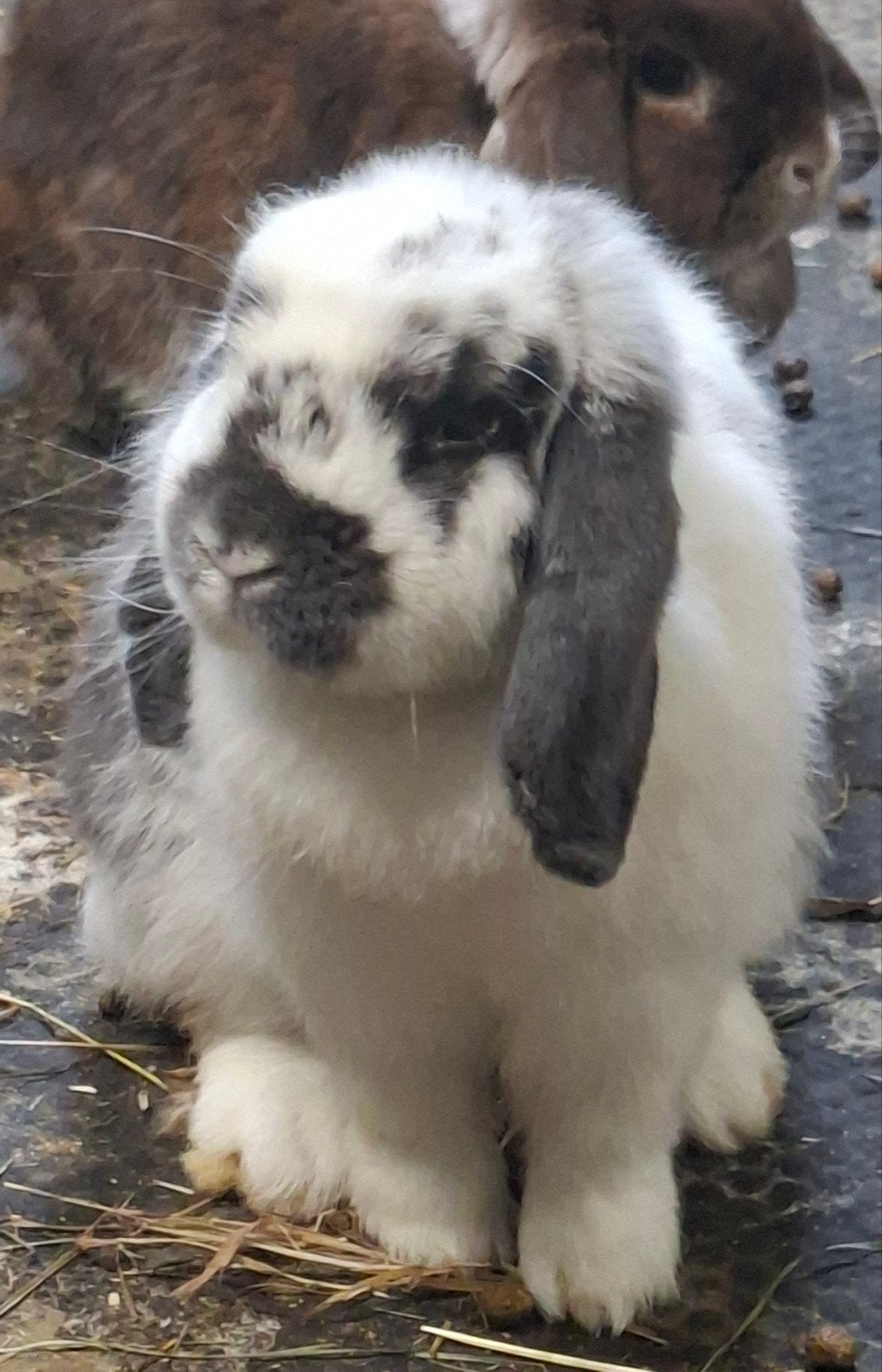 Mooie hangoor voedster, Vrouwelijk, Dwerg, Hangoor