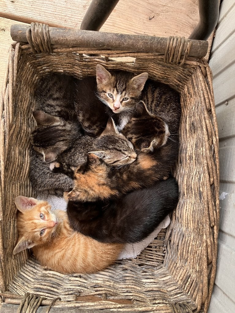 Boerderij kittens, Meerdere dieren, Kortharig, 0 tot 2 jaar