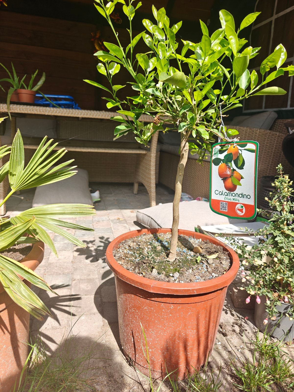 Citrusboom, Citrus Mitis / Calamondino, Tuin en Terras, Planten | Fruitbomen, Ophalen, Minder dan 100 cm, Overige soorten