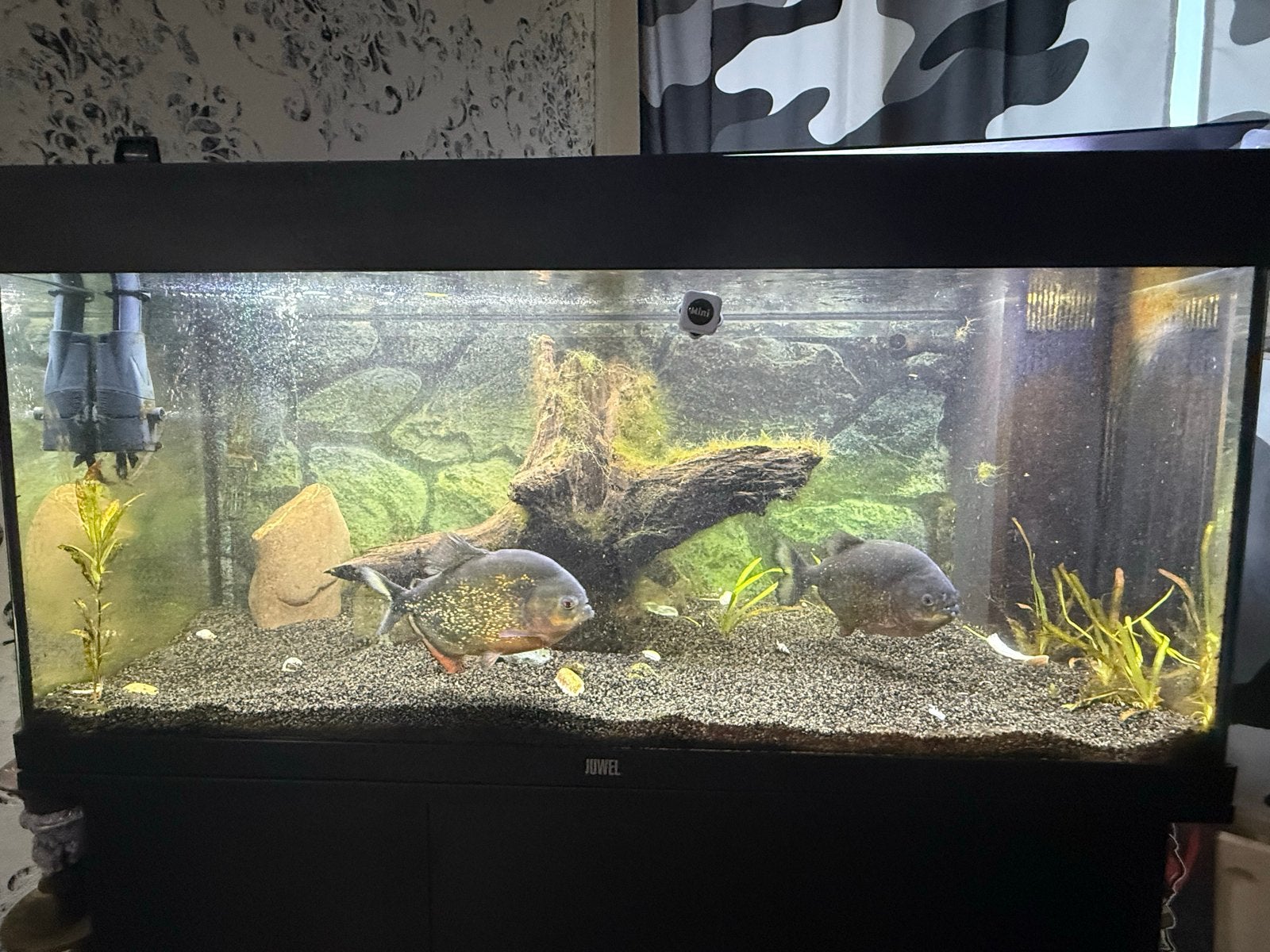 Aquarium Juwel compleet met twee piranhasvan2,5 jaar, Dieren en Toebehoren, Vissen | Aquaria en Toebehoren, Ophalen, Zo goed als nieuw